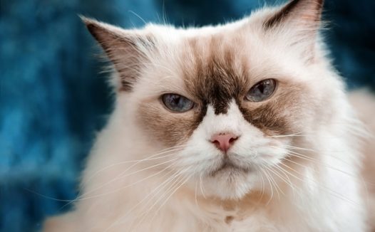 可爱金吉拉猫宠物写真图片