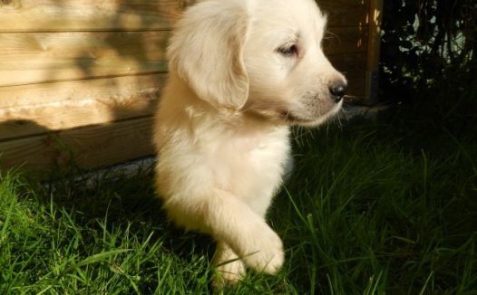 白色金毛幼犬图片