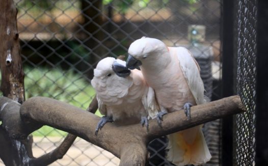 白色情侣鹦鹉图片