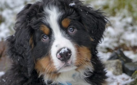 长毛圣伯纳犬图片