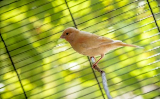 漂亮金丝雀鸟图片