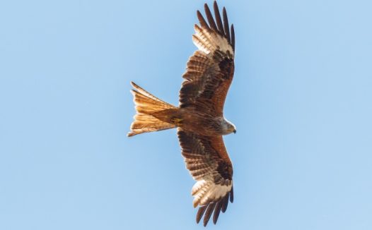 展翅高飞雄鹰图片