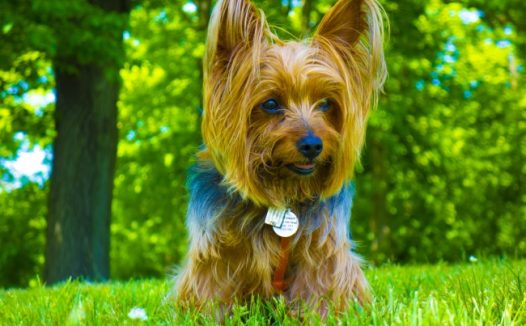 草地长毛宠物狗图片