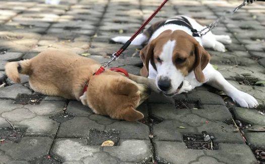 我家小七照相总是那么可爱