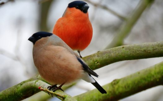 树枝上情侣小鸟图片