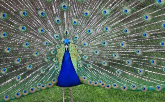 绿色草地绿孔雀开屏图片