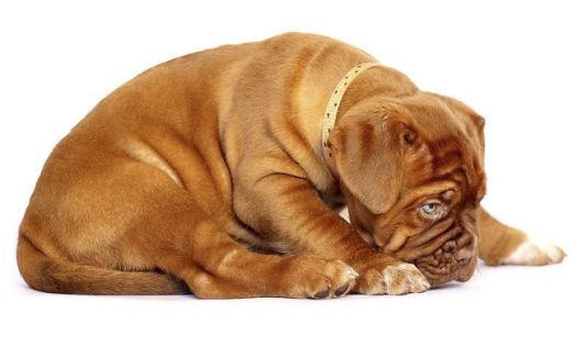 宠物斗牛犬图片