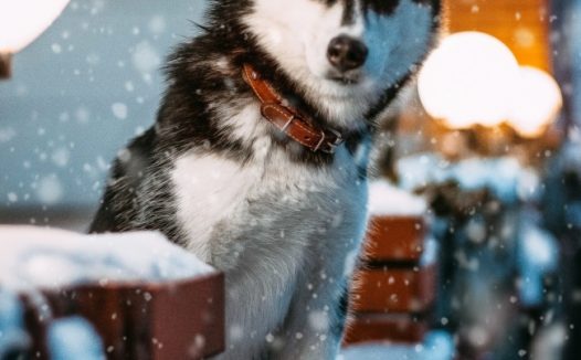 雪地里的二哈图片