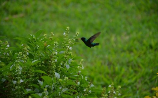 自然界蜂鸟图片