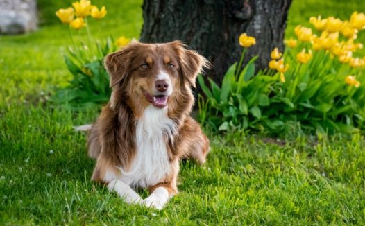 草地可爱澳洲牧羊犬图片