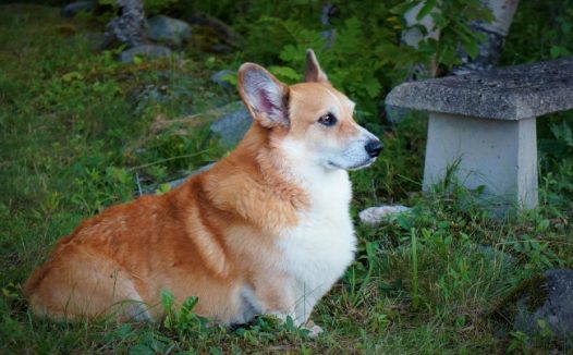 蹲坐的宠物狗图片