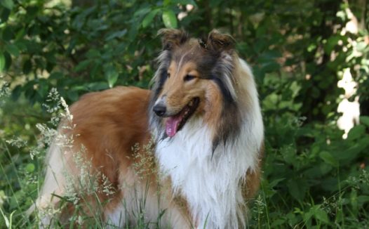 丛林大型牧羊犬图片