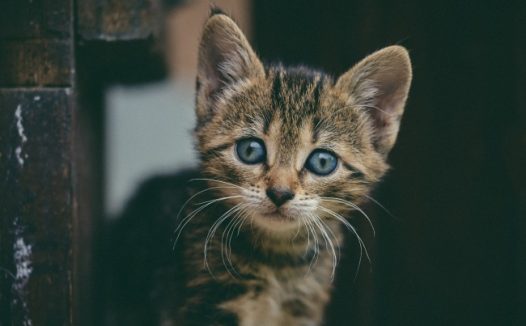 可爱萌萌哒狸花猫图片