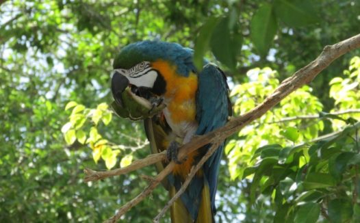 金刚鹦鹉摄影图片