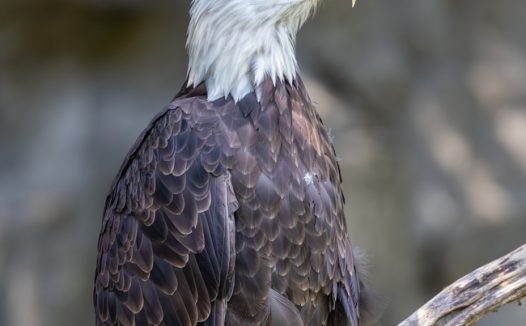 站在树杈上的白头鹰摄影图片