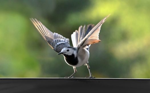 灰鹡鸰野生飞禽摄影图片