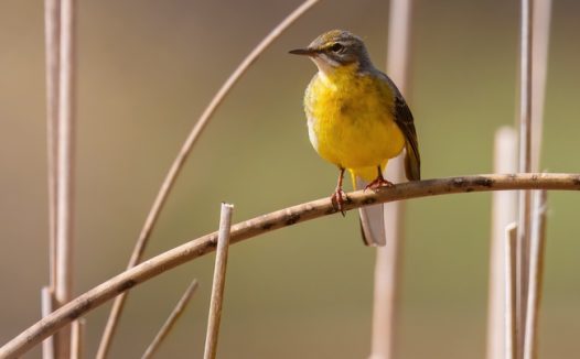 黄腹啄花鸟摄影图片