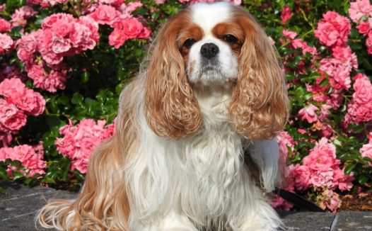 查理士王小猎犬图片