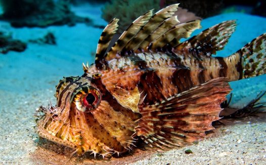 深海热带狮子鱼图片