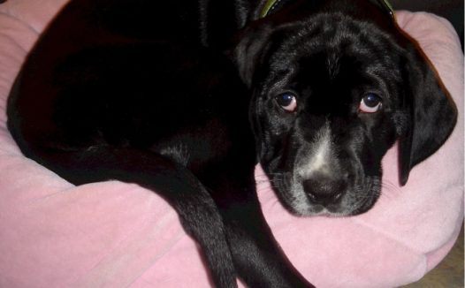 黑色金毛犬图片