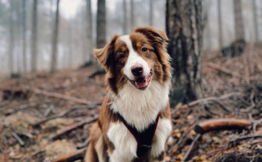 树林可爱狗狗图片