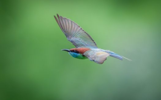 野生蓝喉蜂虎摄影图片