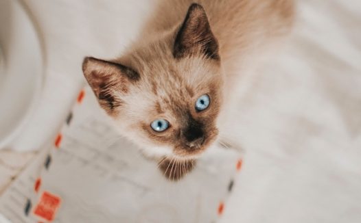 纯种暹罗猫图片