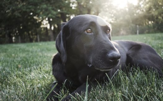 黑色狗狗高清摄影图片
