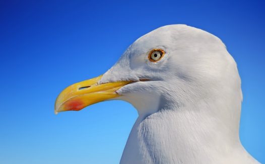 蓝天白色海鸥头部特写摄影图片