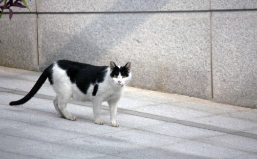 黑白毛色小猫图片