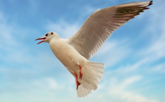 白色海鸥高空飞翔图片