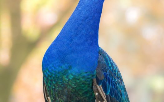 骄傲的蓝色孔雀图片
