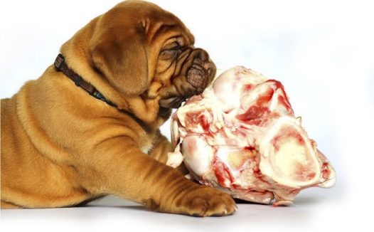 小狗啃骨头图片