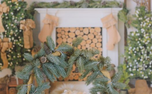 可爱宠物波斯猫图片