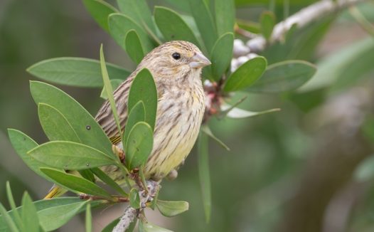 站在树枝上的金翅鸟摄影图片