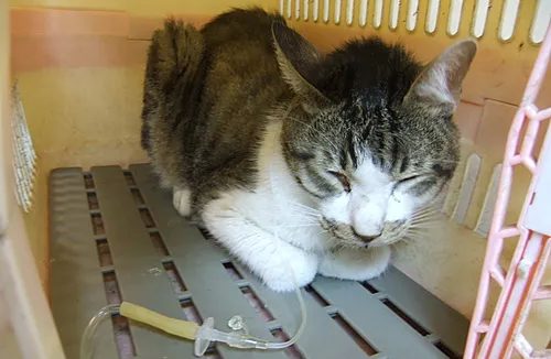 猫咪肾病，早期症状与预防