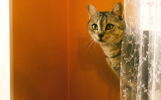 站在窗帘后面的小猫图片