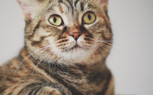 可爱憨憨虎斑猫图片