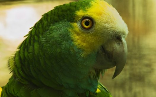 绿色鹦鹉头部近景图片