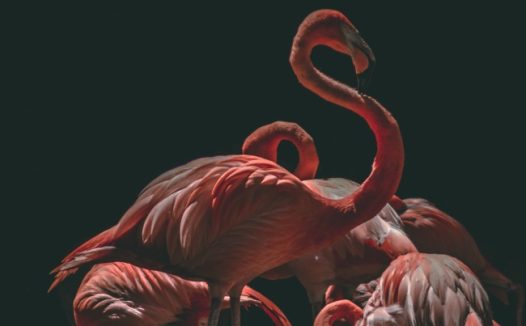 红色火烈鸟群图片