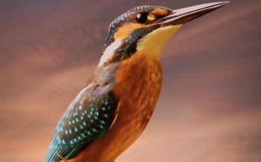 翠鸟唯美意境摄影图片