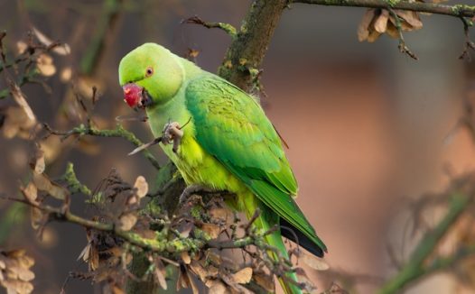 绿色长尾小鹦鹉摄影图片