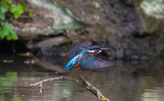 欧洲食蜂鸟摄影图片
