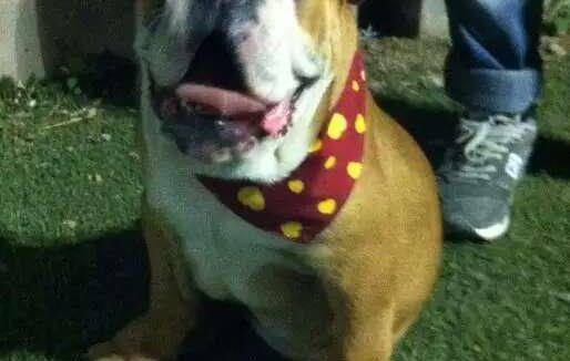 北京:送爱犬去动物医院洗澡 结果被实习生憋死