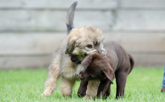 幼犬拉布拉多犬图片