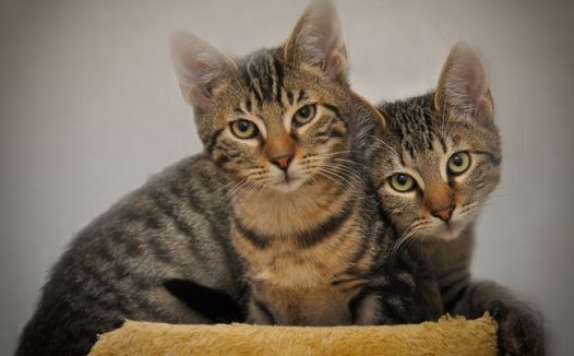 可爱软萌狸花猫图片