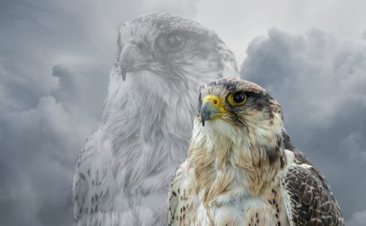 野生鹰雕猛禽图片