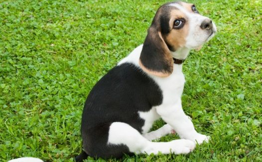 比格猎兔犬图片