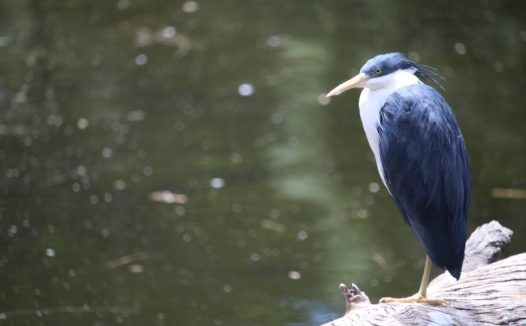动物园观赏鸟图片
