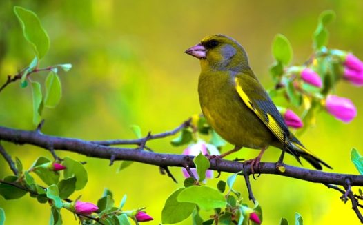 站在树枝上的青雀鸟图片